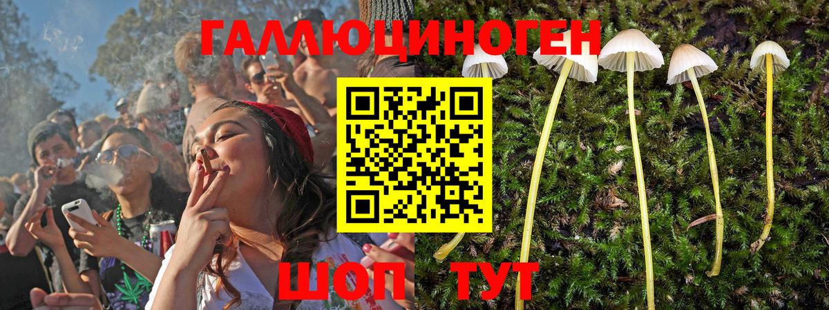 Псилоцибиновые грибы GOLDEN TEACHER  Вход с VPN  закладки  Красноармейск  Галлюциногенные грибы MAGIC MUSHROOMS 